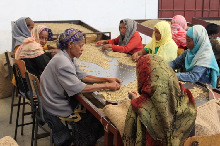 Ethiopian Workers Sorting Beans