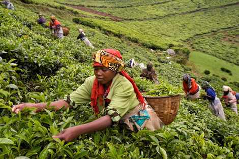 Coffee Workers in Uganda