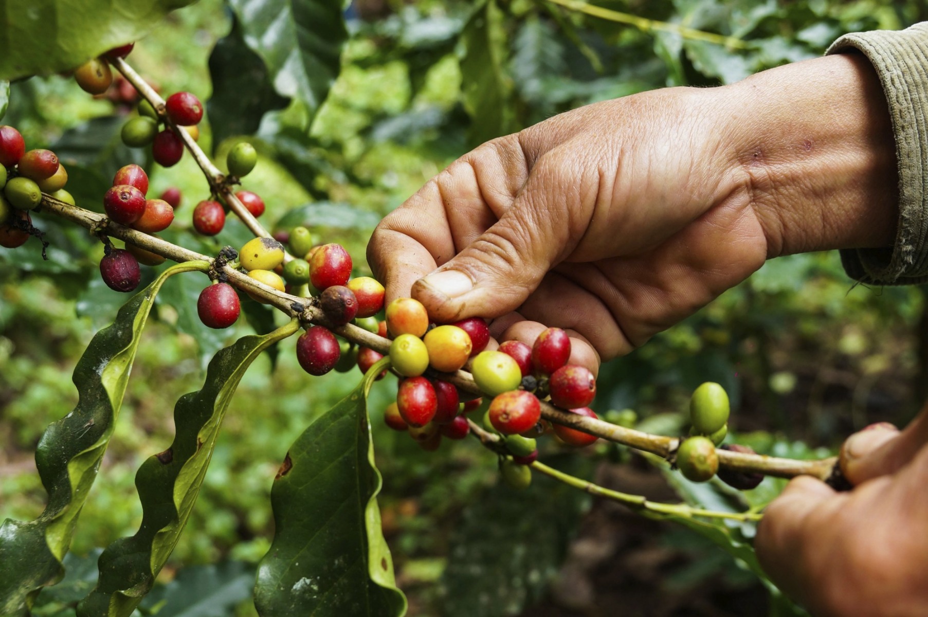 Coffee Cherries, Ecuador Single Origin Coffee
