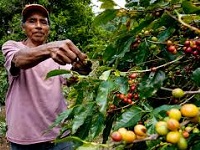 Honduras Silvestre Vasquez Single Origin Coffee