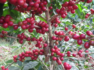 Guatemala Huehuetenango Todos Santos Single Origin Coffee, Coffee Cherries