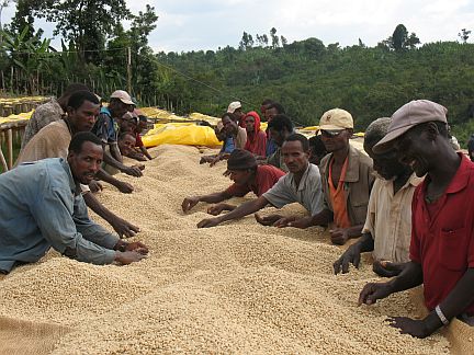 Ethiopia Sidamo Chire Coffee Farm, Heirloom Coffee Varietal