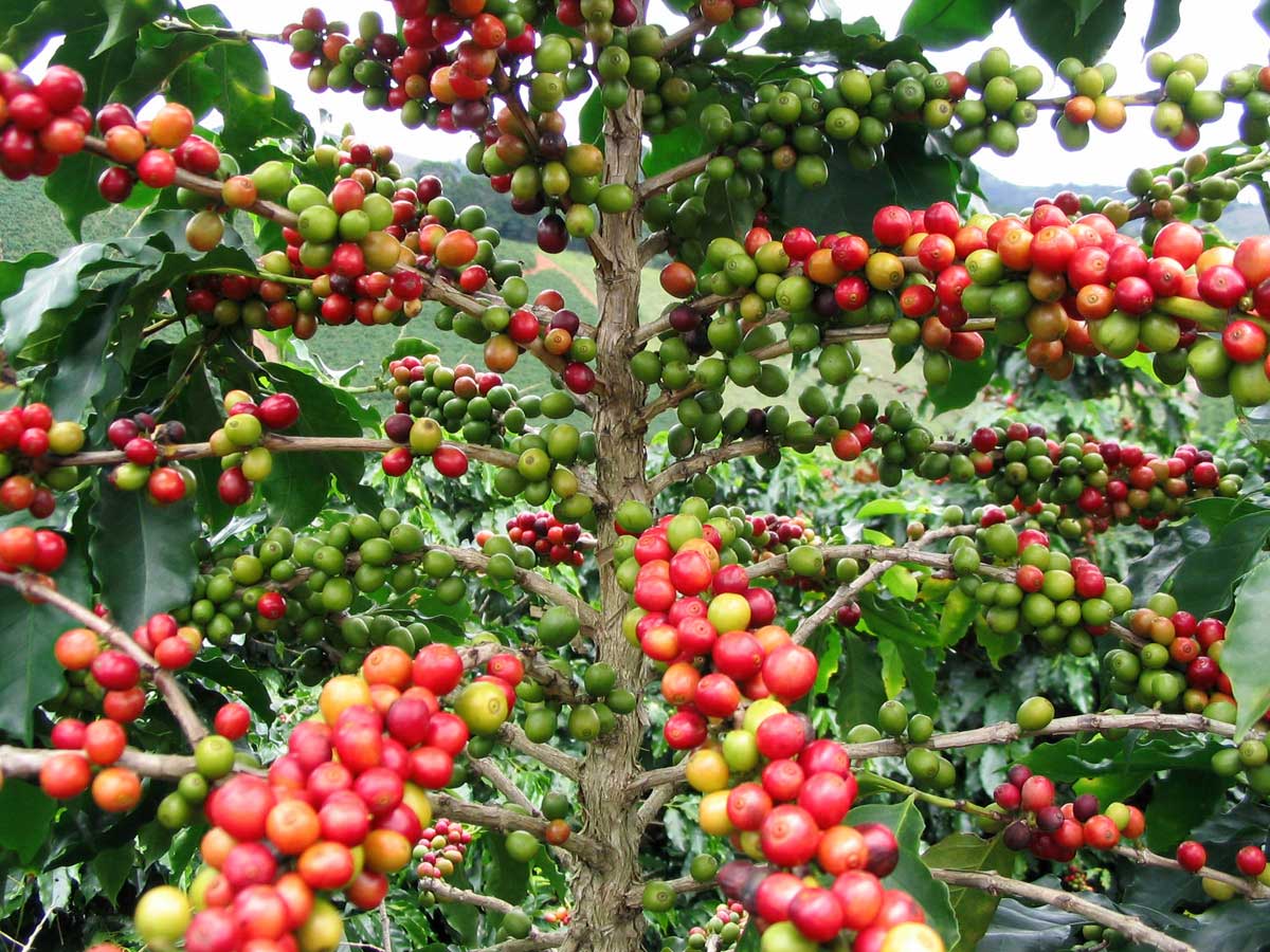 caturra-coffee-cherries-peru