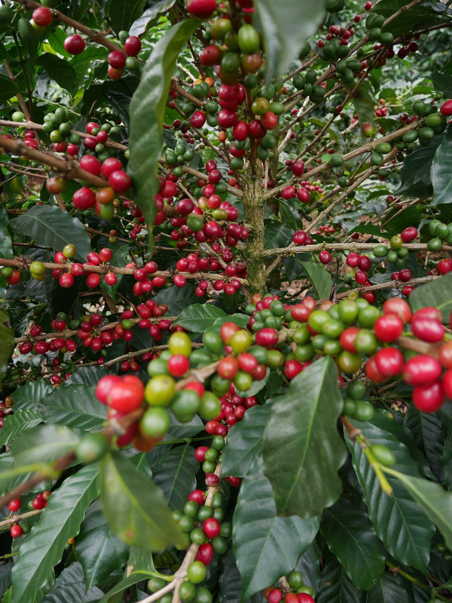 Guatemala Coffee Cherries, Finca Santa Isabel, Crema Origins