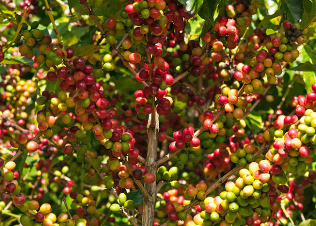Mexico El Capo Coffee Beans, Chiapas Region, 