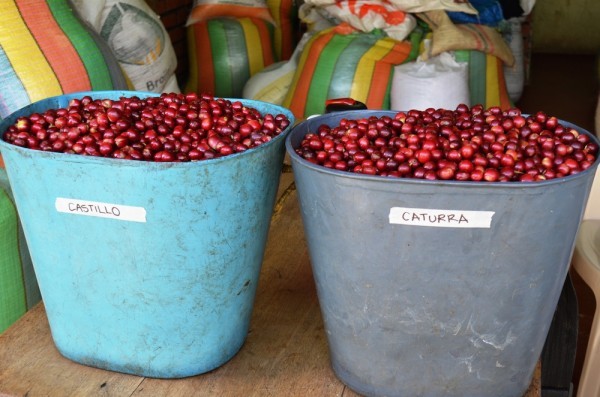 Coffee Cherries from Colombia Taminango Narino, Castillo and Caturra beans