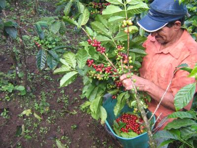 Colombian Coffee Farmer