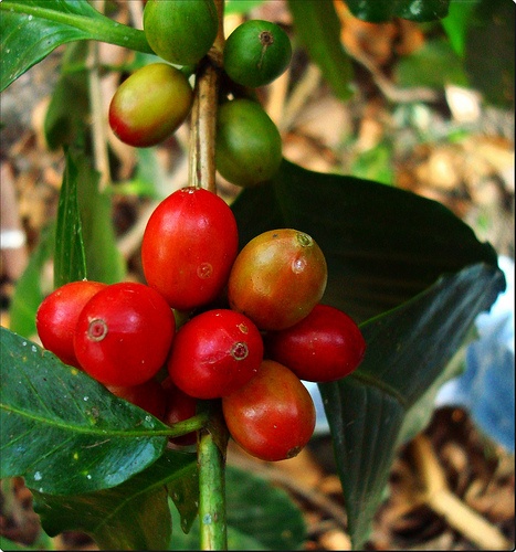 Colombioan Bourbon Coffee Cherries, Single Origin Coffee