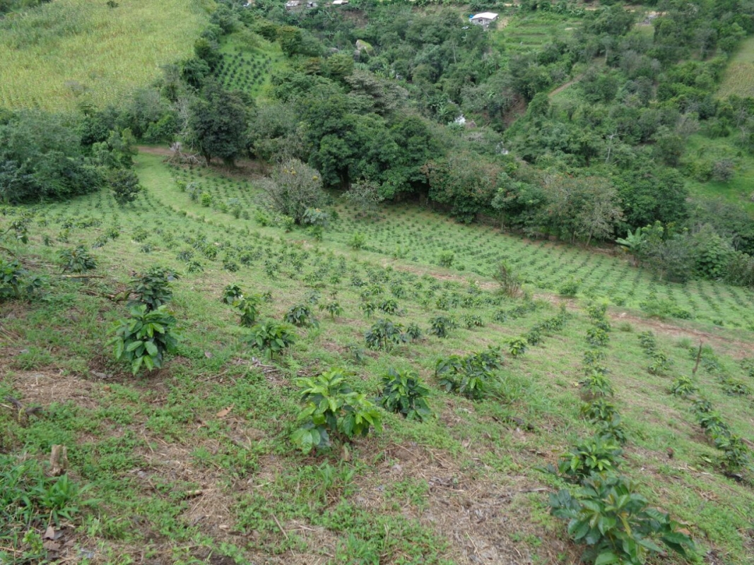 Ecuador Carlos Correa, Coffee Plantation