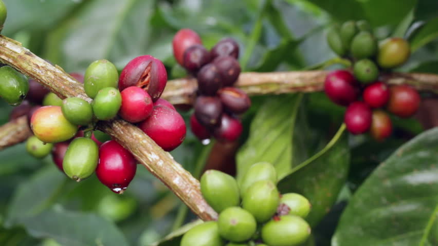 coffee cherries, ecuador carlos correa