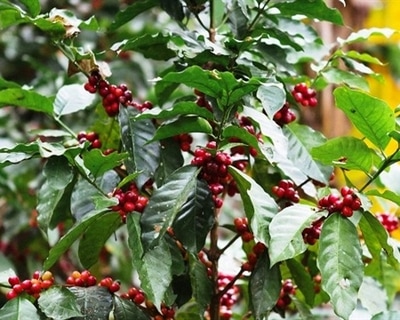 Ethiopian Yirgacheffe Konga Single Origin Coffee, Heirloom Coffee Cherries