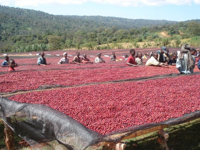Ethiopian Yirgacheffe Konga Single Origin Coffee Farm
