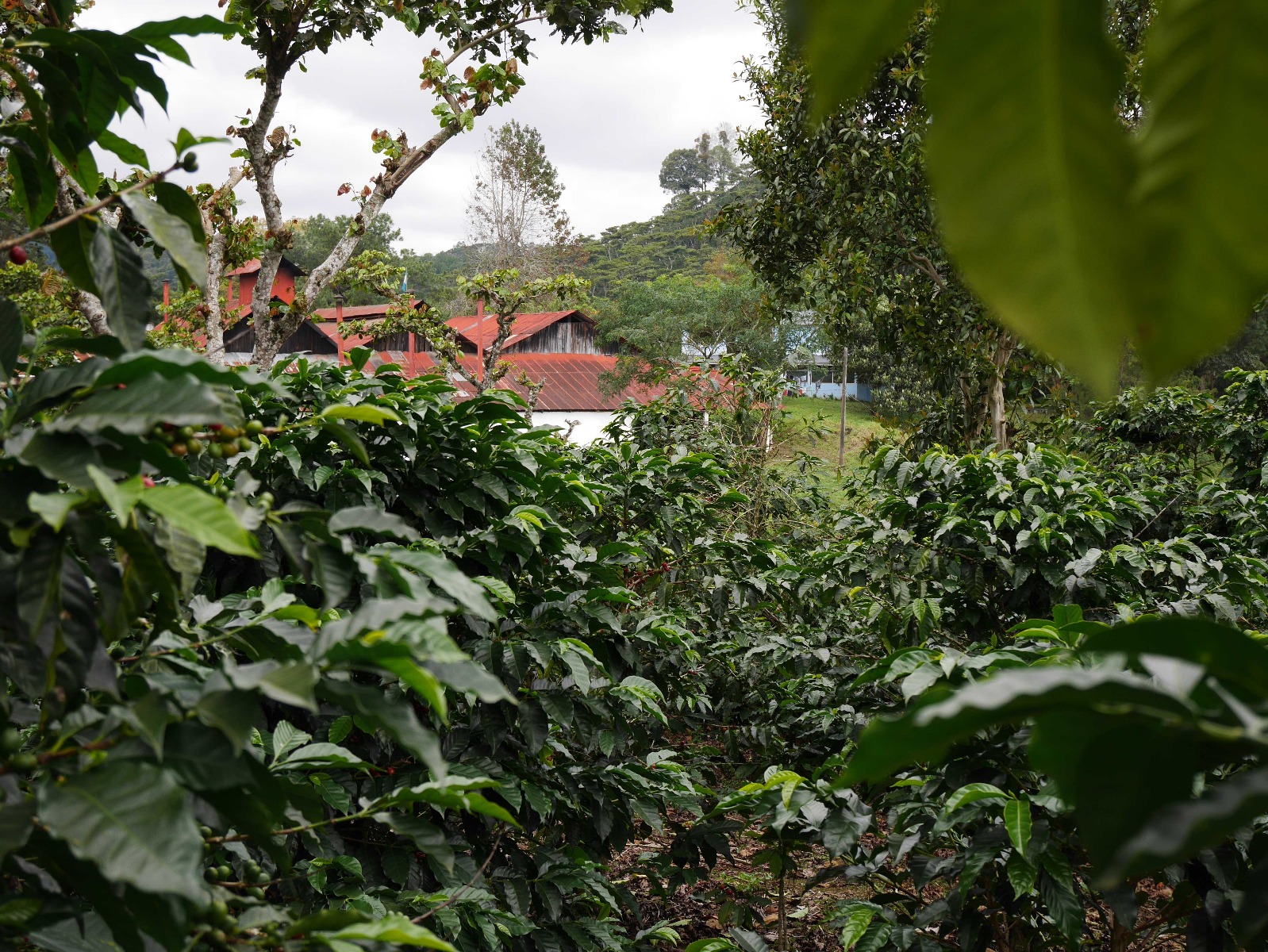 Guatemala Coban Finca Santa Isabel Coffee Farm, Crema Origins