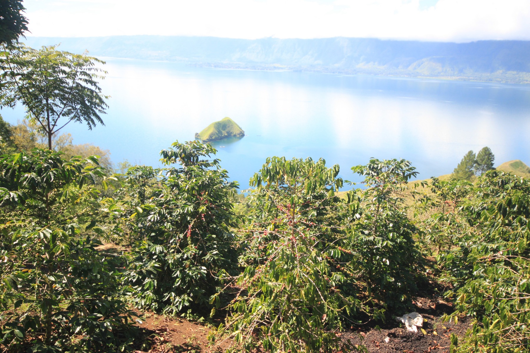 Indonesia Lake Tawar Single Origin Coffee