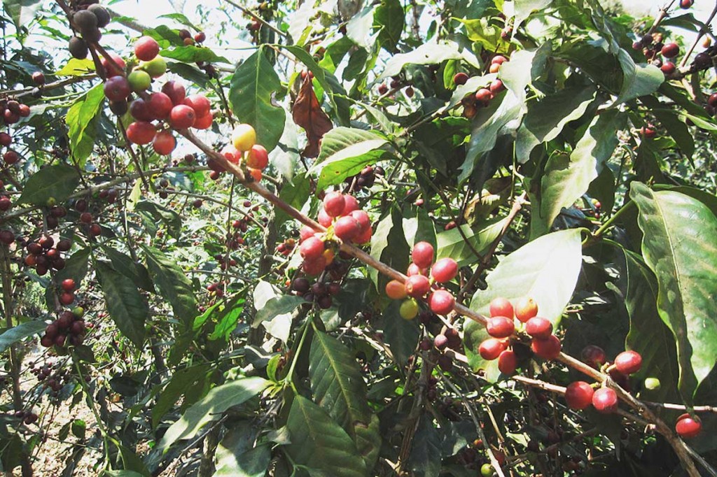 Pacas Coffee Varietal, Found on Finca La Providencia, El Salvador