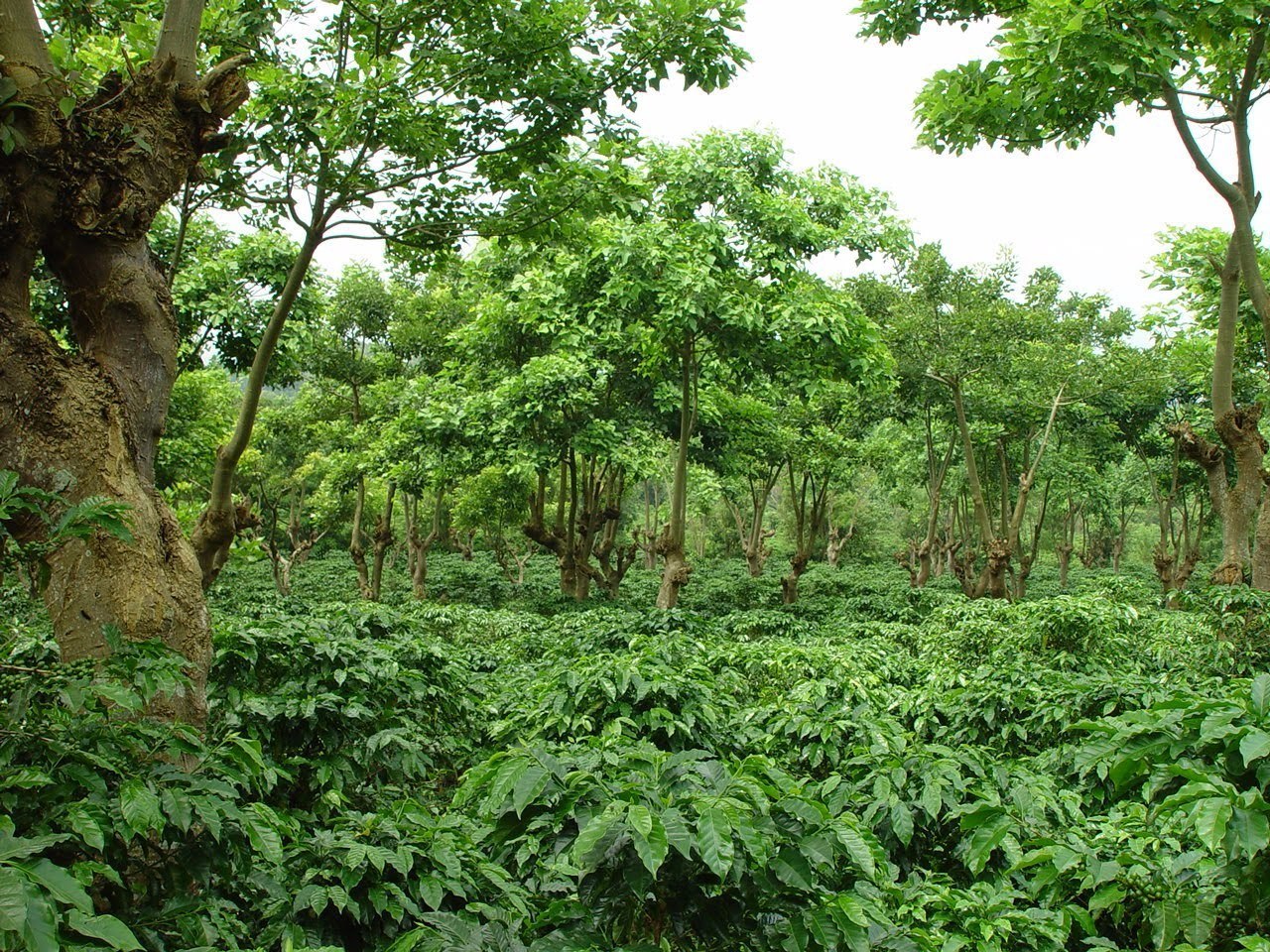 Mexico El Capo, Shade Grown Coffee Plants, Chiapas Region