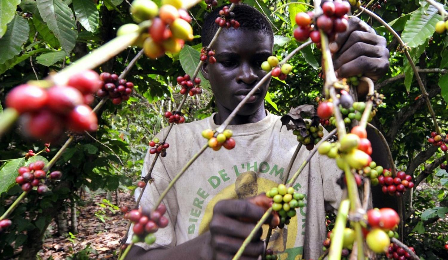 Ethiopian Sidamo Chire Coffee Farm, Heirloom Coffee Varietal