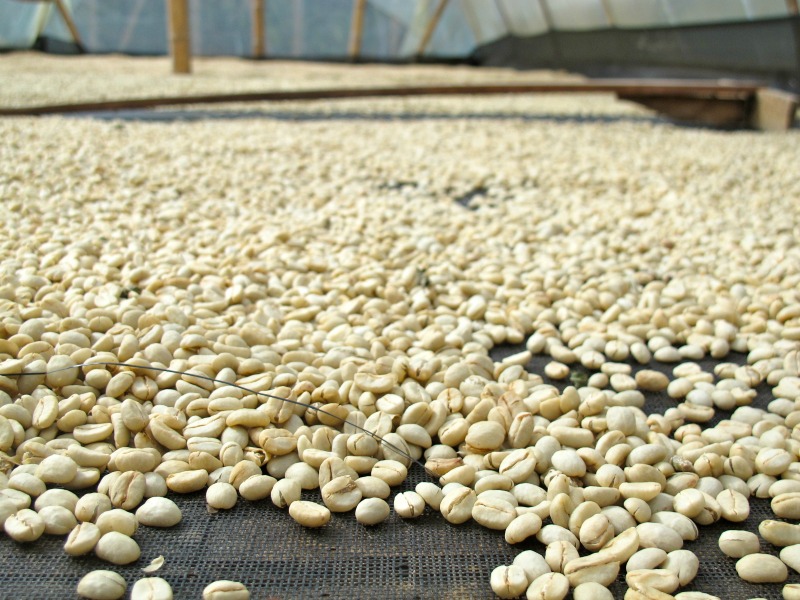 Green Coffee Beans Drying on a Sunbed, Colombia, Single Origin Coffee