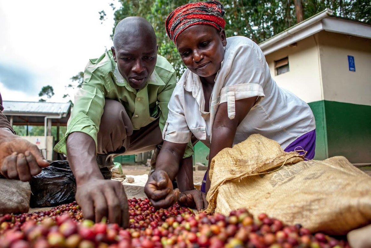 Uganda Coffee Workers Sorting Cherries