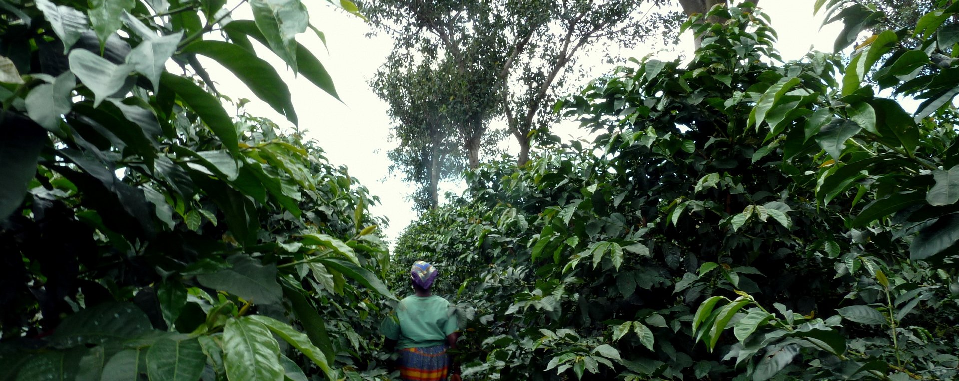 Mt Elgon Uganda Coffee Plantation
