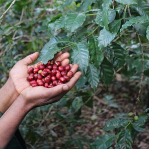 Coffee Harvesting at Wolichu Wachu Ethiopia; img by Cafe Imports