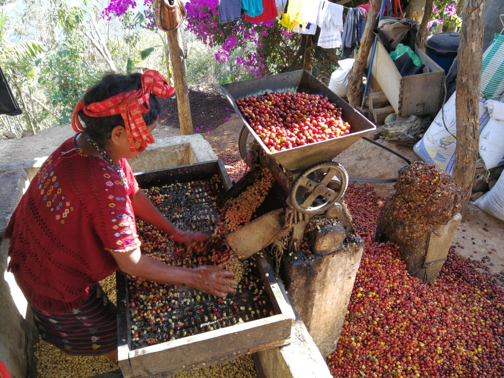 Depulping Coffee Cherries in Guatemala