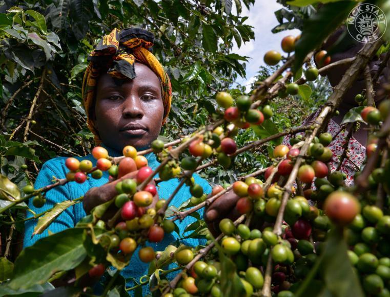 Coffee Worker Harvesting Cherries, Kenya