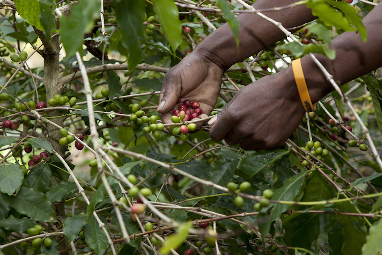 Picking Coffee Cherries Zimbabwe