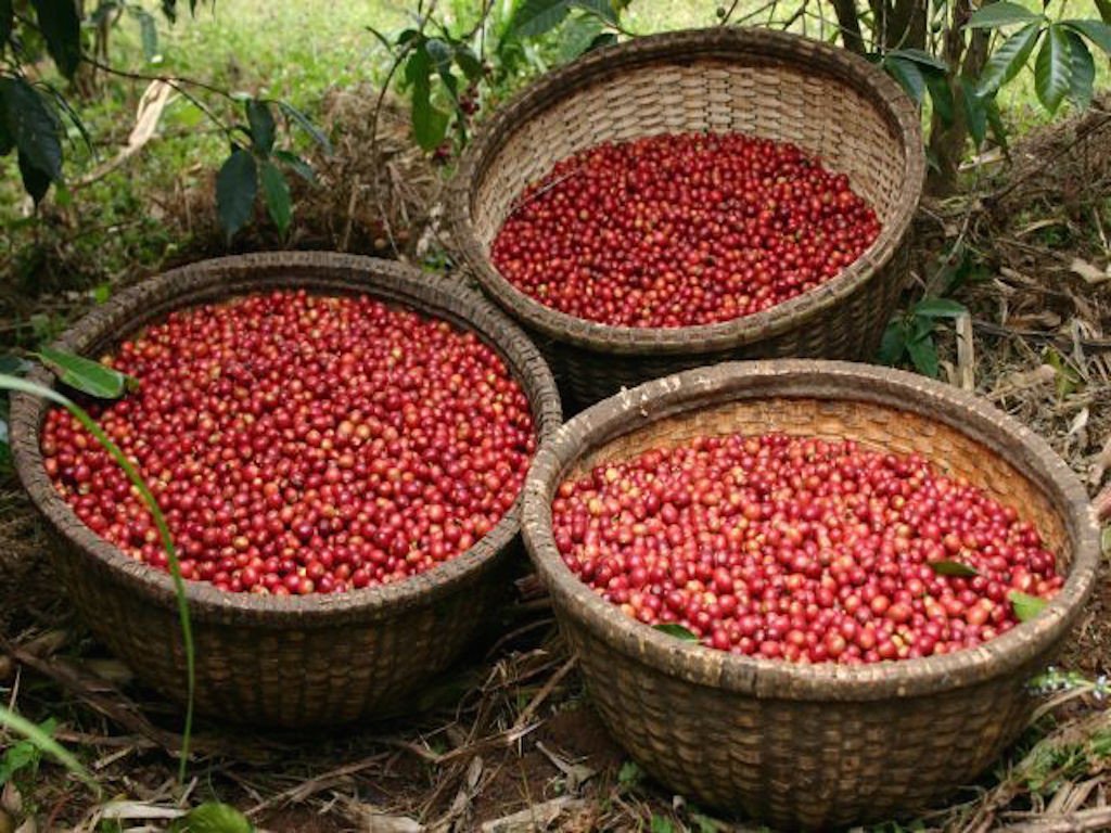 Ethiopia Sidamo Chire regeion Coffee Cherries
