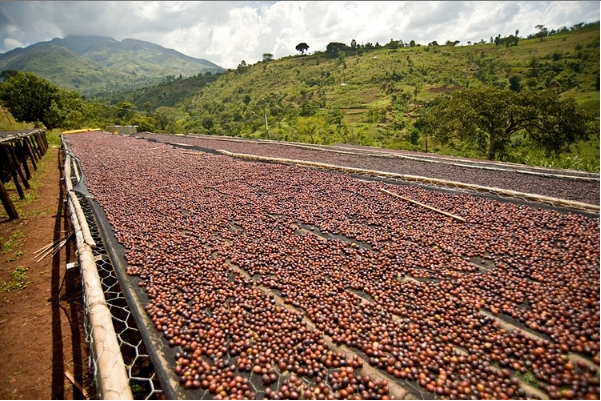 Ethiopia Sidamo Chire regeion Coffee Cherries