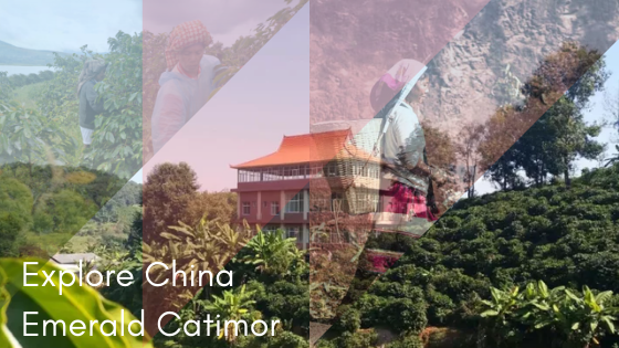 Crema Trekkers Explore China Emerald Catimor