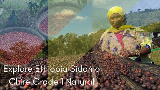 Crema Trekkers Explore Ethiopia Sidamo Chire Grade 1 Natural