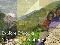 Ethiopia Yirgacheffe Peaberry