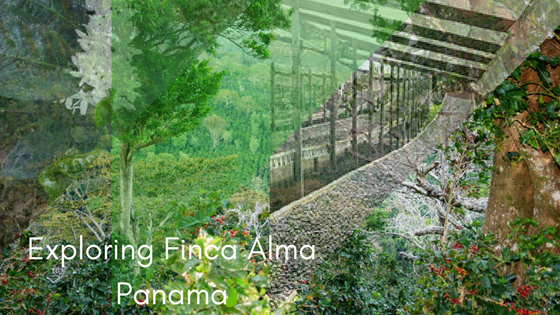 Crema Trekkers - Exploring Finca Alma Panama