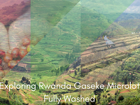 Crema Trekkers Exploring Rwanda Gaseke Microlot