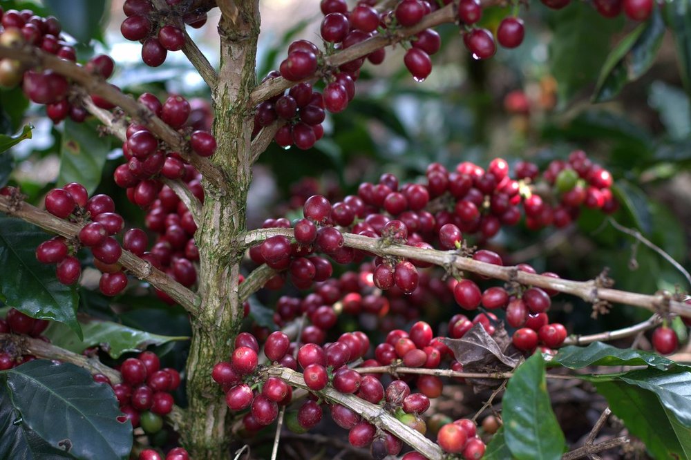 Coffee Cherries Honduras