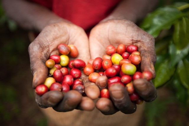 Coffee Cherries Rwanda