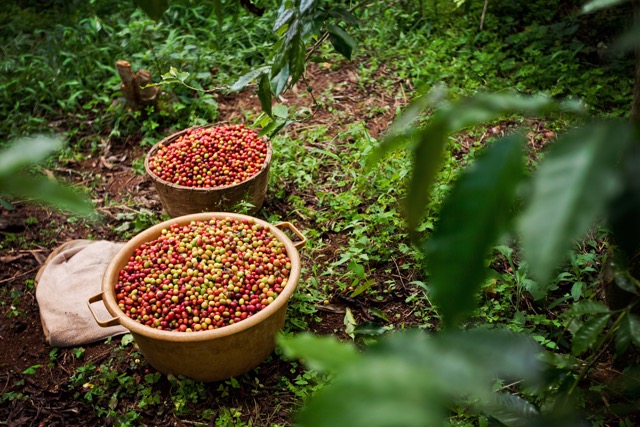 Coffee Harvest Rwanda