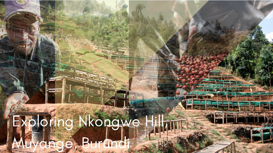 Nkongwe Hill, Muytange Burundi Single Origin