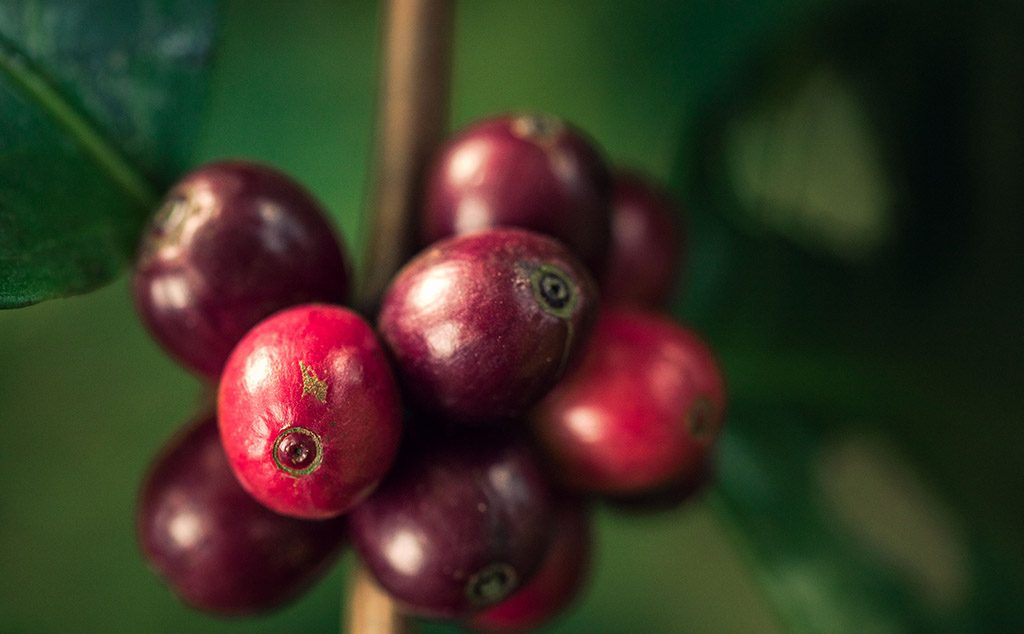 Zimbabwe Coffee Cherries