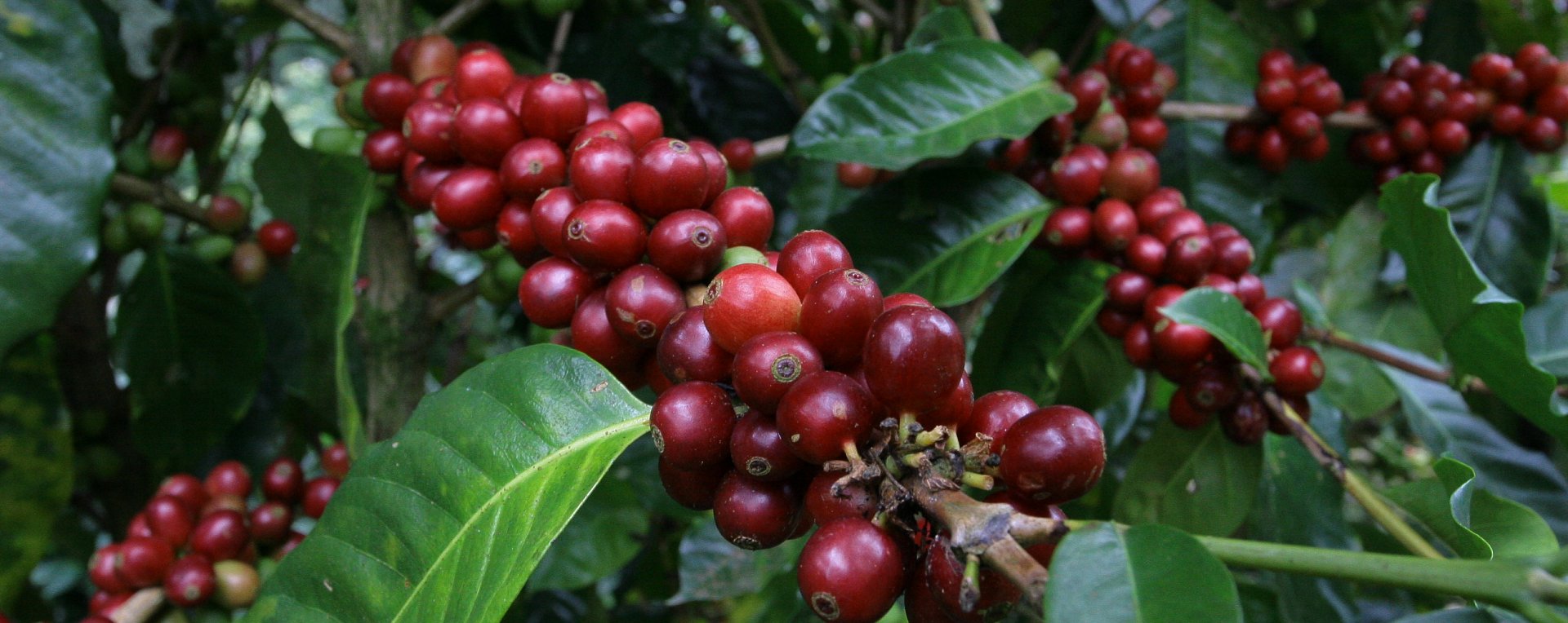 Coffee Cherries Nicaragua