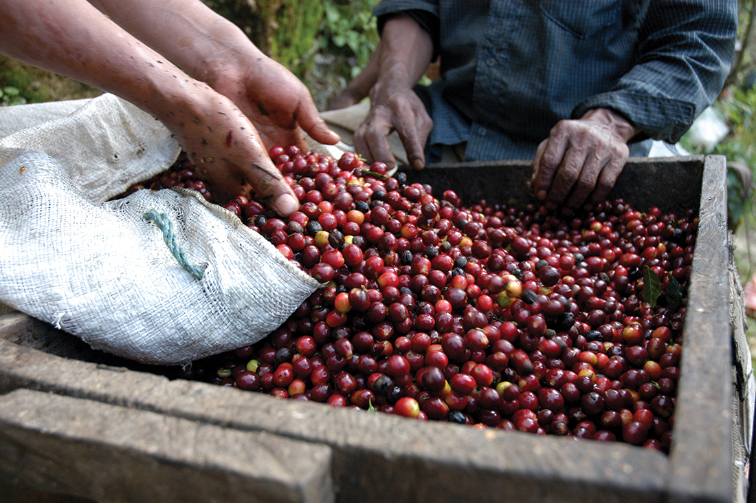 Colombia Coffee Harvest