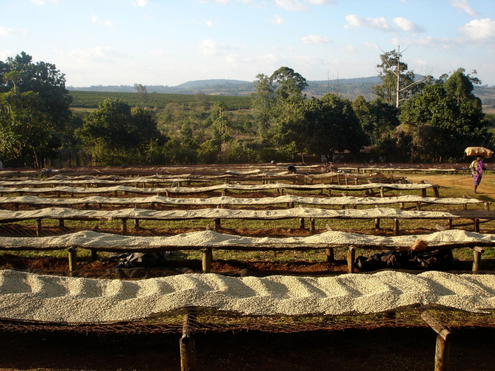 Coffee Drying Beds Zimbabwe