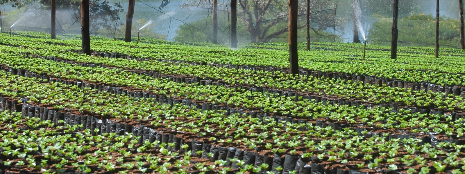 Coffee Plant Nursery Kenya