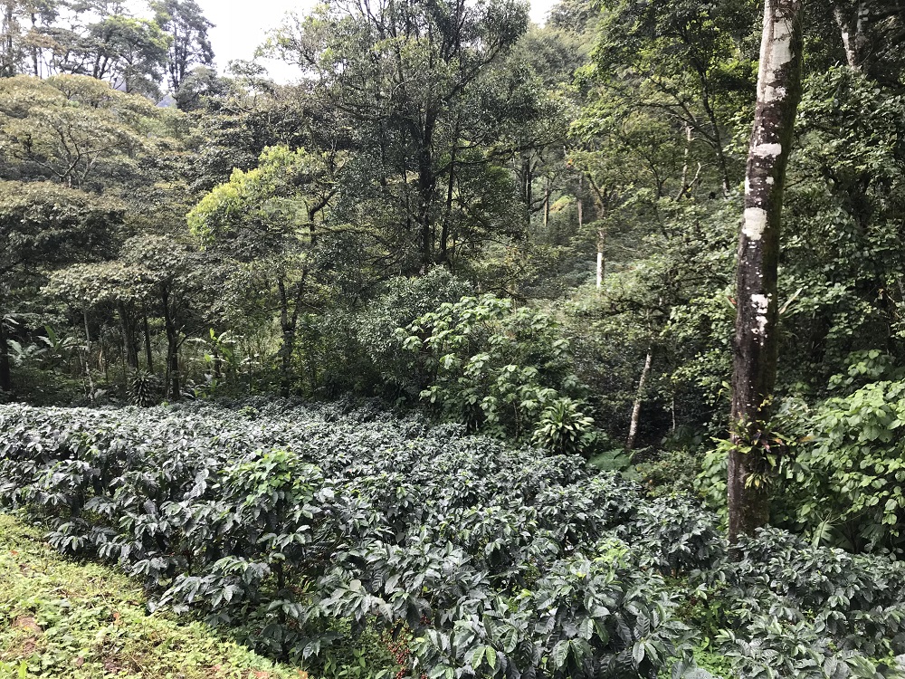 Coffee Plantations on La Bastilla Coffee Estates Nicaragua