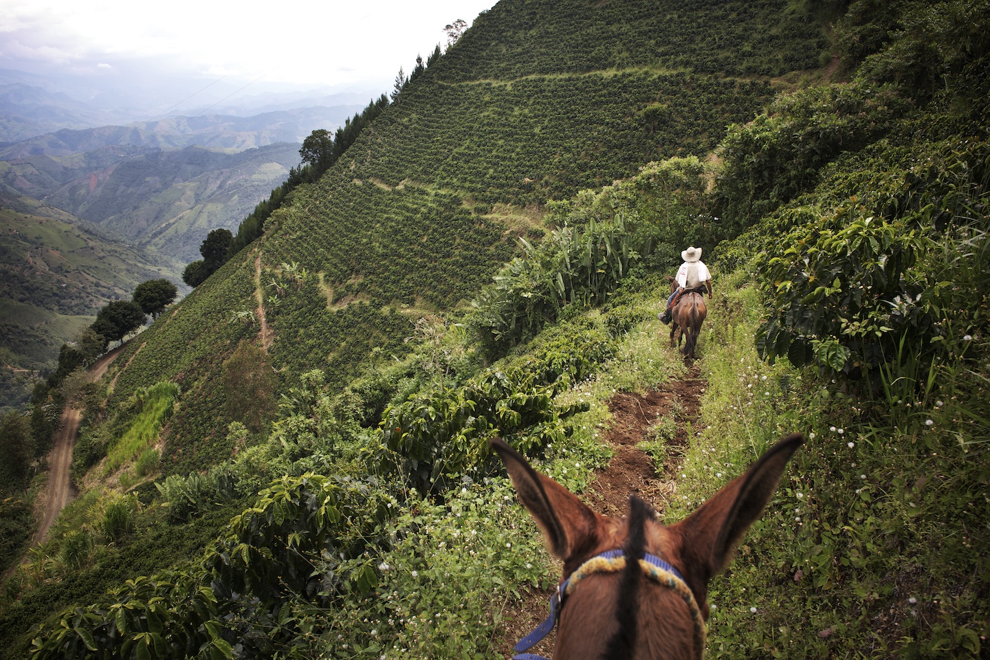 Colombia Coffee Growing Region