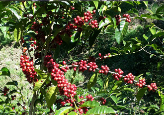 Finca Alma Coffee Cherries