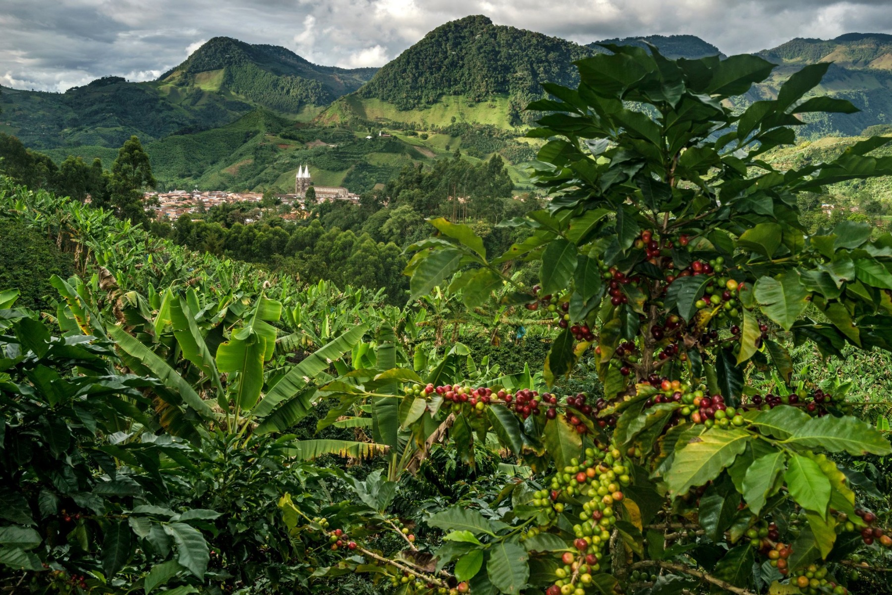 Colombia Coffee Growing Region