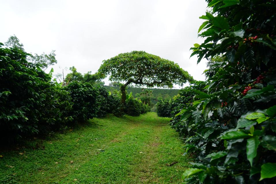 La Lajas coffee farm in Costa Rica