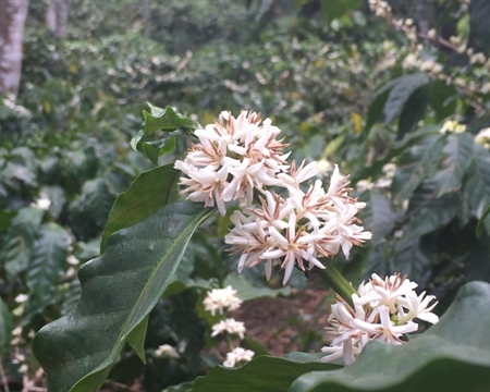 Ethiopia Coffee Cherry Blossoms
